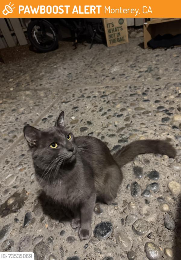 Found/Stray Male Cat last seen Ramona ave Monterey, Monterey, CA 93940