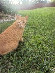 Reunited Female Cat last seen Sherwood Forest ct, O'Fallon, MO 63366