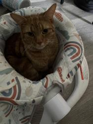 Lost Male Cat last seen Bentley park shopping village, Bentley Park, QLD 4869