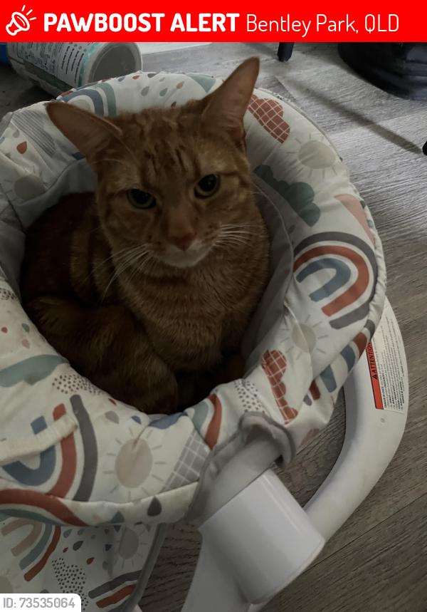 Lost Male Cat last seen Bentley park shopping village, Bentley Park, QLD 4869
