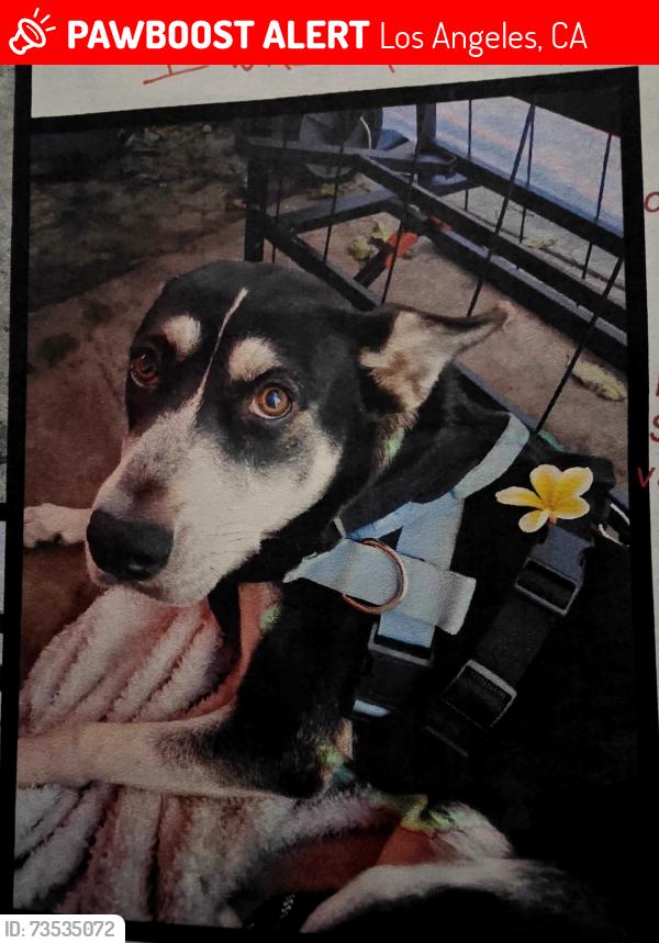 Lost Female Dog last seen Florence and miramonte, Los Angeles, CA 90001