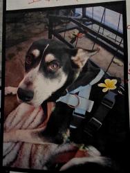 Lost Female Dog last seen Florence and miramonte, Los Angeles, CA 90001