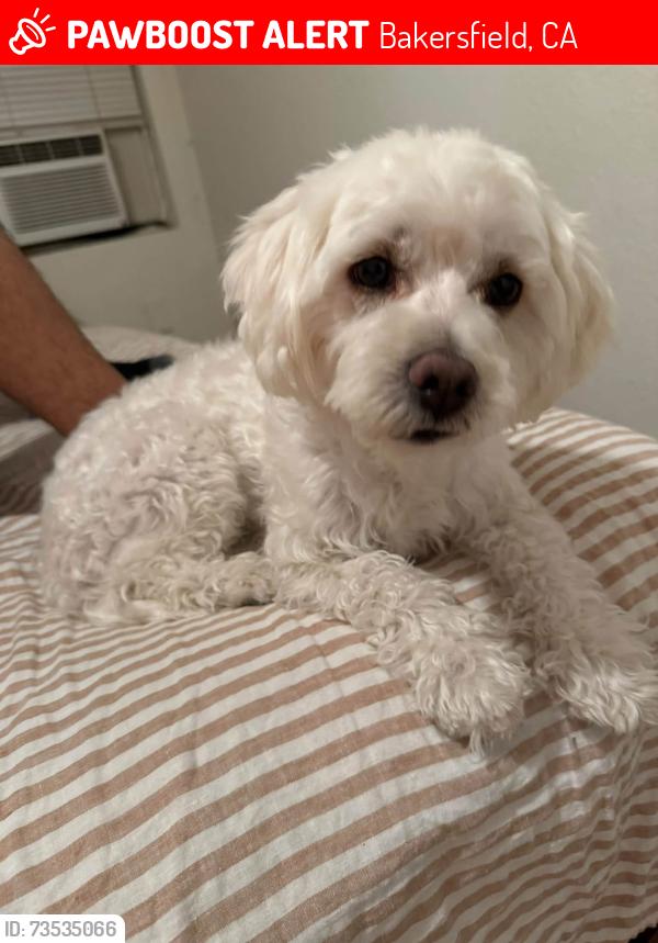 Lost Female Dog last seen Monterey st, Bakersfield, CA 93301