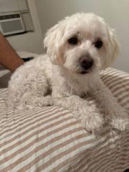 Lost Female Dog last seen Monterey st, Bakersfield, CA 93301