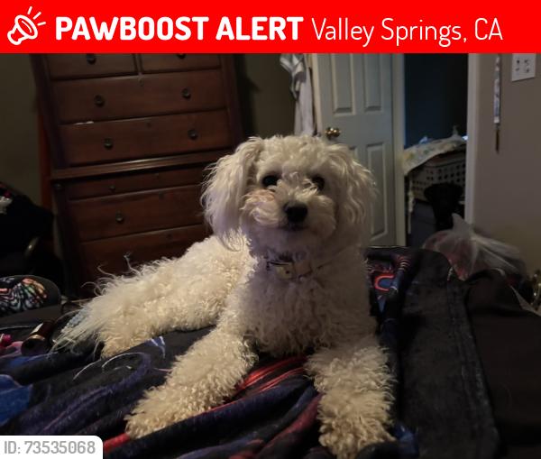Lost Female Dog last seen Directly off of HWY 12 between Burson and Valley Springs, Valley Springs, CA 95252