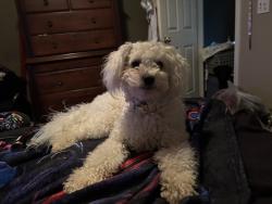Lost Female Dog last seen Directly off of HWY 12 between Burson and Valley Springs, Valley Springs, CA 95252
