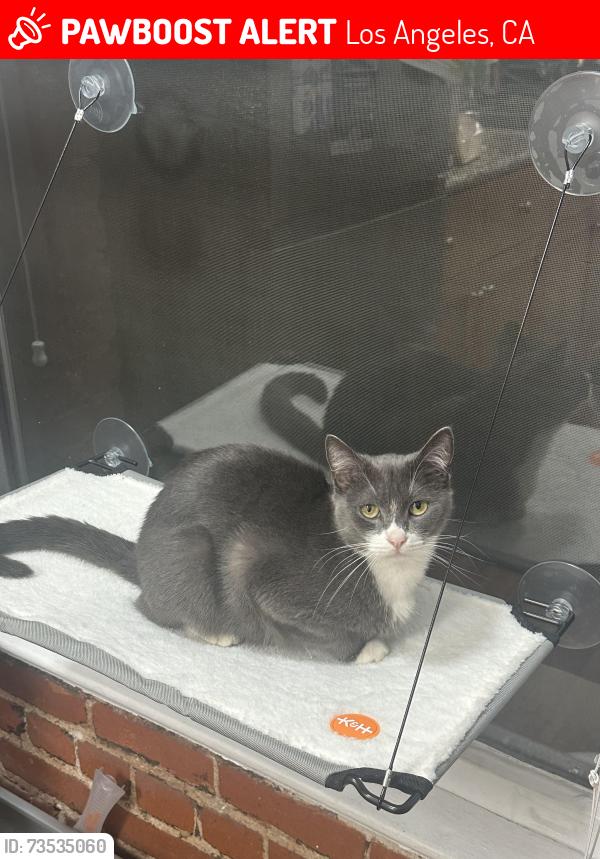 Lost Female Cat last seen s saint andrews pl and 7th ave, Los Angeles, CA 90005