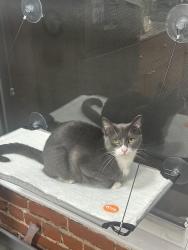 Lost Female Cat last seen s saint andrews pl and 7th ave, Los Angeles, CA 90005