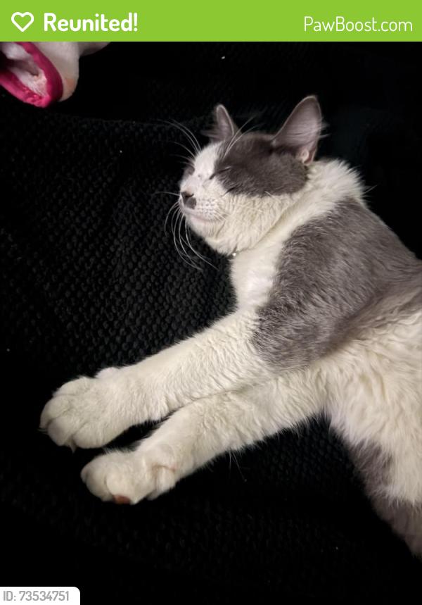 Reunited Male Cat last seen Route 20 and Bartlett road, Streamwood, IL 60107