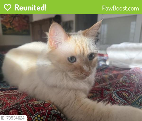 Reunited Female Cat last seen Dahlquist Rd&Walnut Ave., Irvine, CA 92604