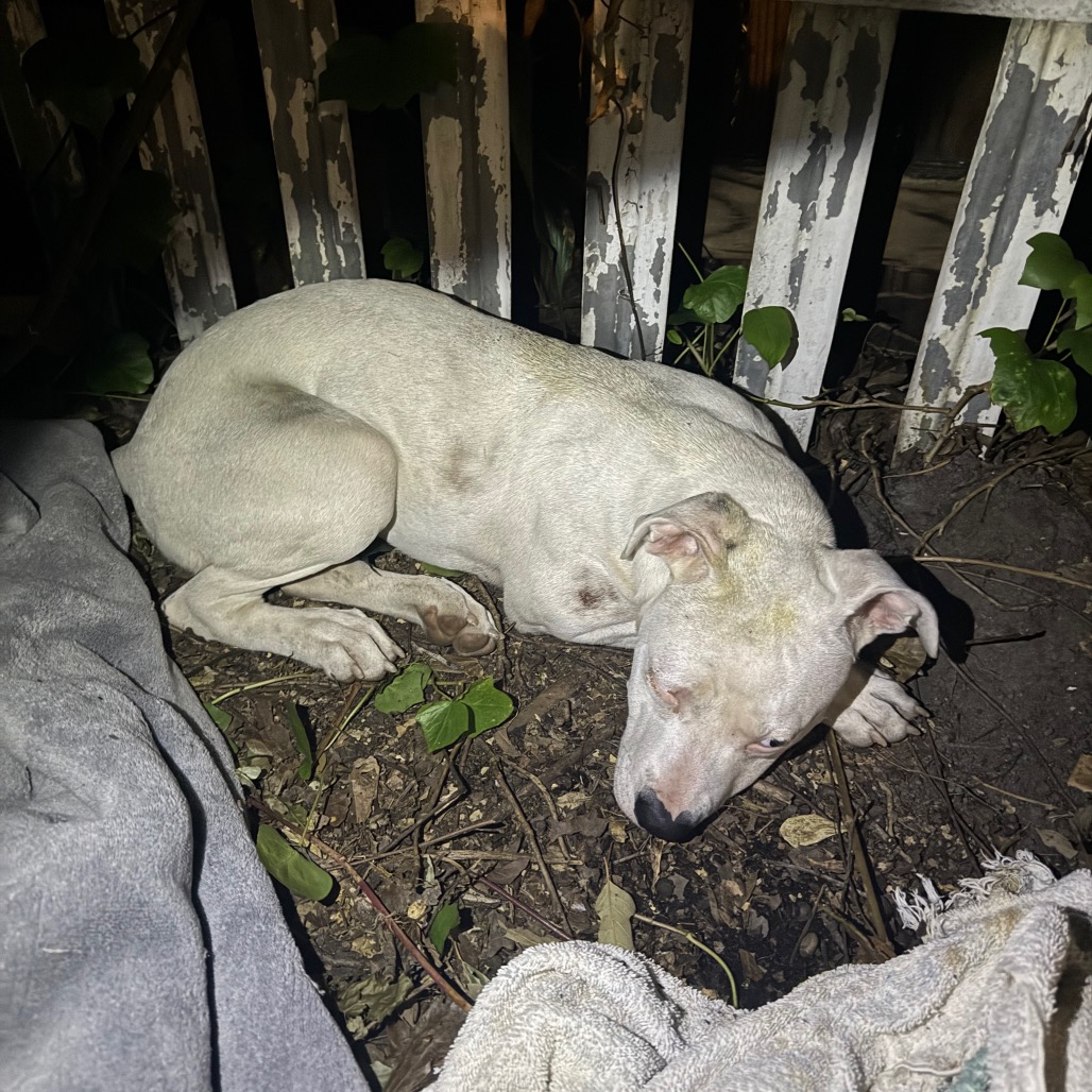 Shelter Stray Female Dog last seen , 4900 Milgen Rd, Columbus, GA 31907, USA