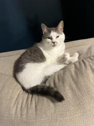 Lost Female Cat last seen W 12 Mile, between Napier and Haas, Wixom, MI 48393