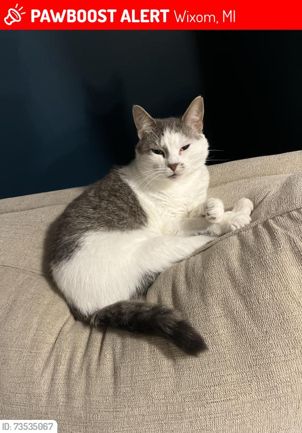 Lost Female Cat last seen W 12 Mile, between Napier and Haas, Wixom, MI 48393