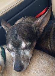 Lost Male Dog last seen 127th and Lynnhaven, Lubbock, TX 79423