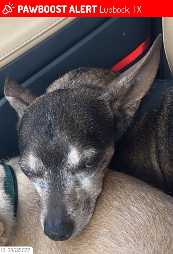 Lost Male Dog last seen 127th and Lynnhaven, Lubbock, TX 79423