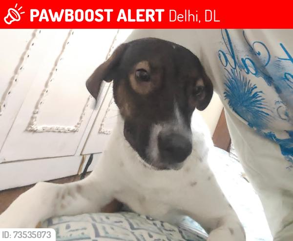 Lost Male Dog last seen Near little fairy public school, Delhi, DL 110009