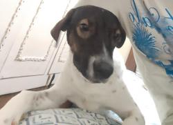 Lost Male Dog last seen Near little fairy public school, Delhi, DL 110009