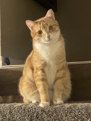 Lost Male Cat last seen Armando st & E frontera st, Anaheim, CA 92806