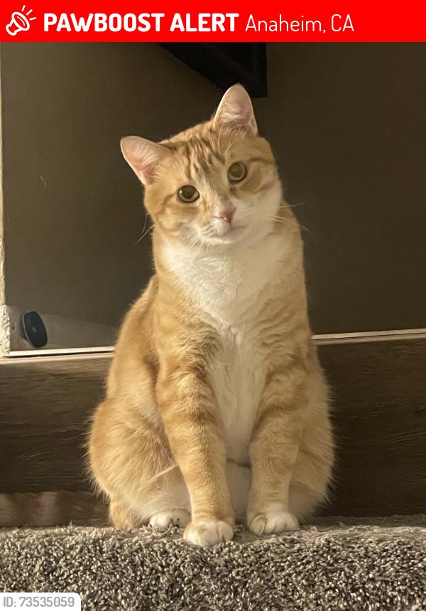 Lost Male Cat last seen Armando st & E frontera st, Anaheim, CA 92806