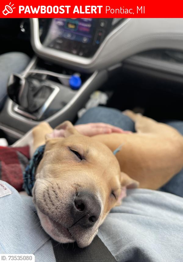 Lost Female Dog last seen W Iroquois rd and Menominee rd, Pontiac, MI 48341