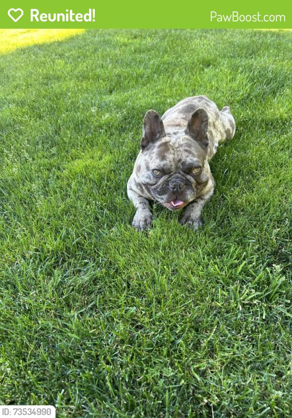 Reunited Male Dog last seen Near, Bonney Lake, WA 98391
