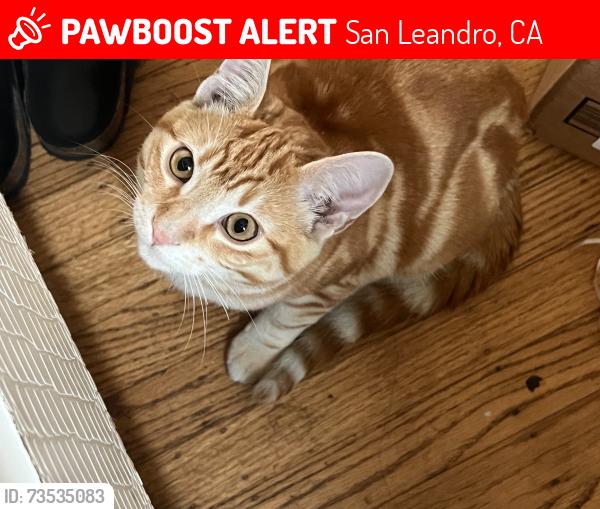 Lost Male Cat last seen San Leandro ca, San Leandro, CA 94578