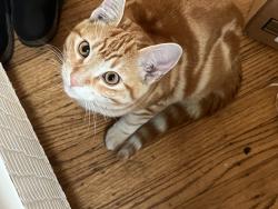 Lost Male Cat last seen San Leandro ca, San Leandro, CA 94578