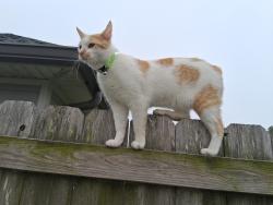 Lost Male Cat last seen Benedict Drive, Lafayette Parish, LA 70508