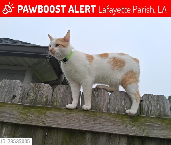 Lost Male Cat last seen Benedict Drive, Lafayette Parish, LA 70508