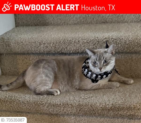 Lost Female Cat last seen summerfair ct, Houston, TX 77044