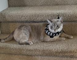 Lost Female Cat last seen summerfair ct, Houston, TX 77044