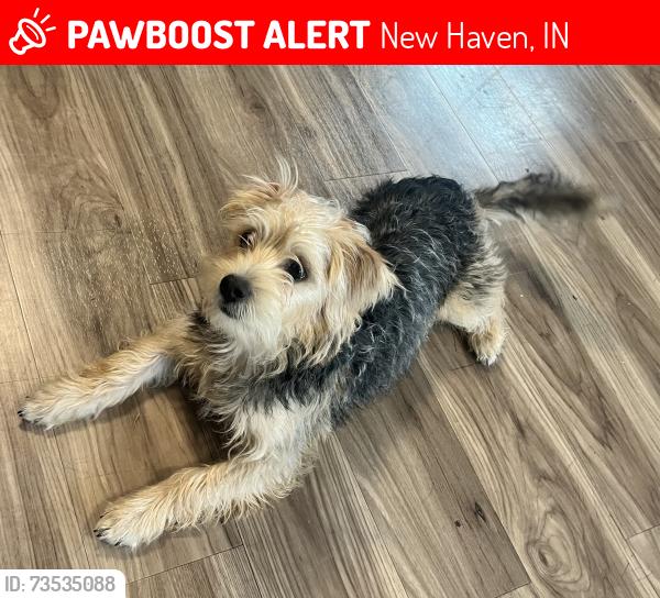 Lost Male Dog last seen Howard st, New Haven, IN 46774