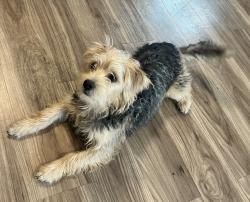 Lost Male Dog last seen Howard st, New Haven, IN 46774