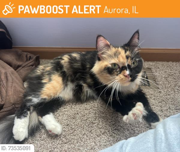 Found/Stray Female Cat last seen Stop sign by lakewood valley park, Aurora, IL 60503