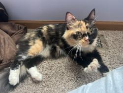 Found/Stray Female Cat last seen Stop sign by lakewood valley park, Aurora, IL 60503