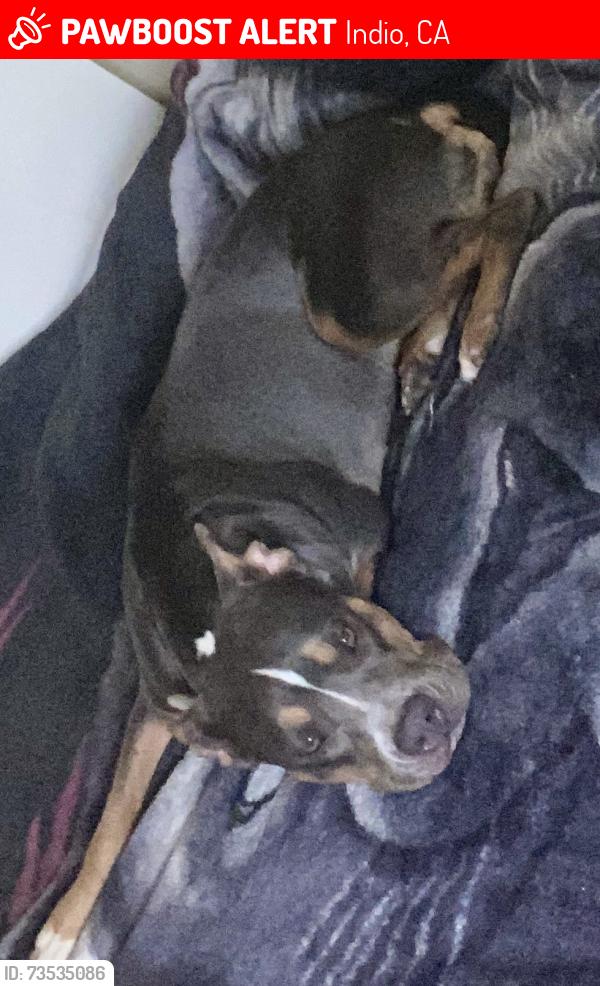 Lost Female Dog last seen Miles avenue, Indio, CA 92201