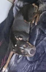 Lost Female Dog last seen Miles avenue, Indio, CA 92201