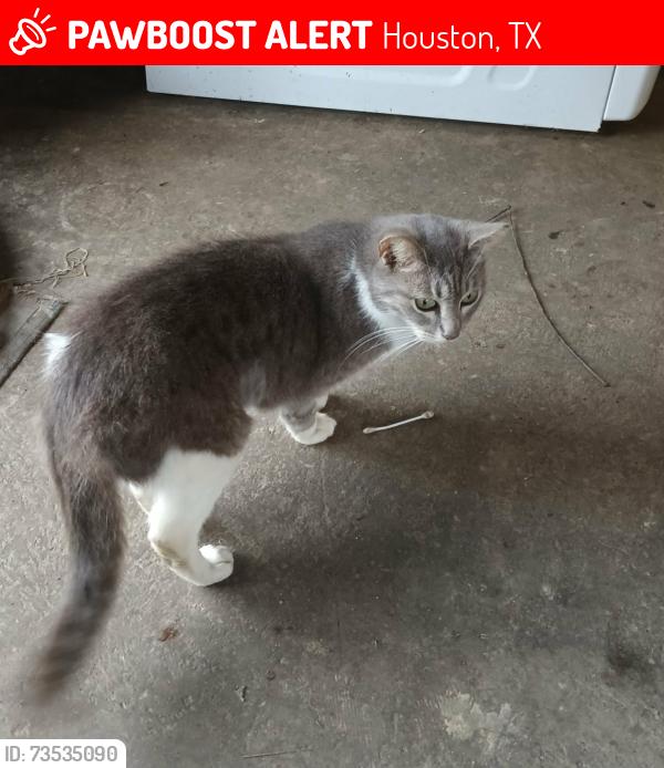 Lost Female Cat last seen Mills branch, Houston, TX 77345