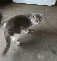 Lost Female Cat last seen Mills branch, Houston, TX 77345