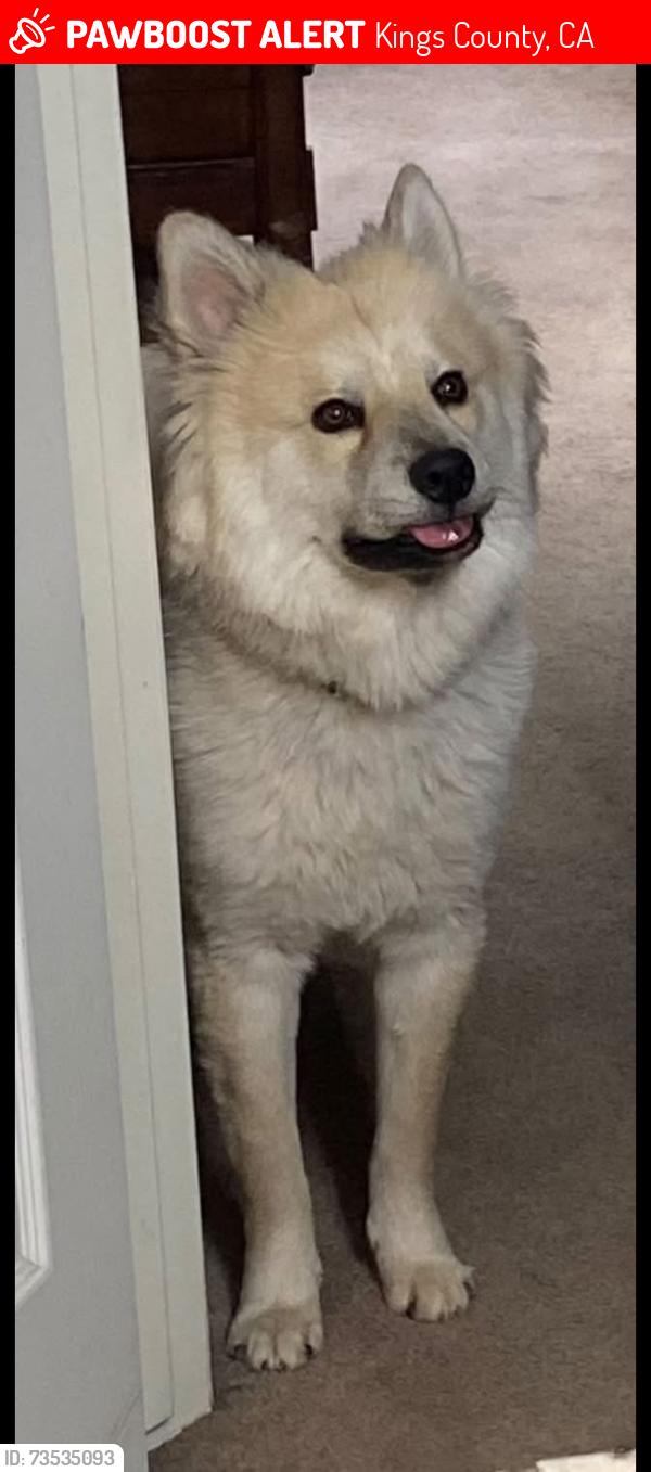 Lost Male Dog last seen 24th Ave, Kings County, CA 93245