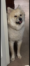 Lost Male Dog last seen 24th Ave, Kings County, CA 93245