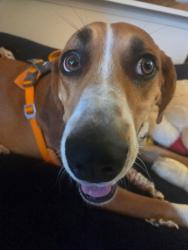 Reunited Male Dog last seen Culvers, Oak Creek, WI 53154