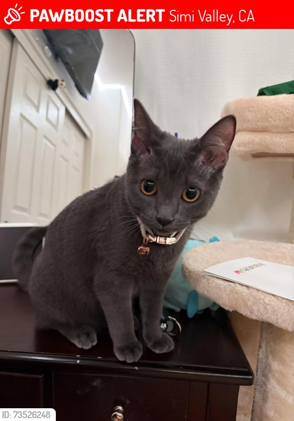 Lost Female Cat last seen near the arroyo, Simi Valley, CA 93063