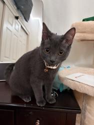 Lost Female Cat last seen near the arroyo, Simi Valley, CA 93063