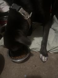 Found/Stray Female Dog last seen Mesa dr and southern, Mesa, AZ 85210