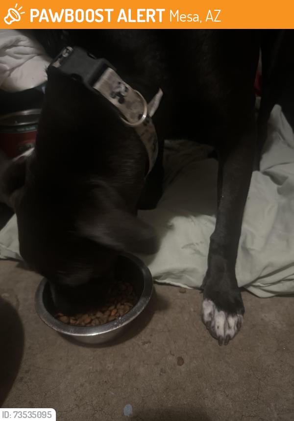 Found/Stray Female Dog last seen Mesa dr and southern, Mesa, AZ 85210