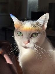 Lost Female Cat last seen Granada Park, Alhambra, CA 91803