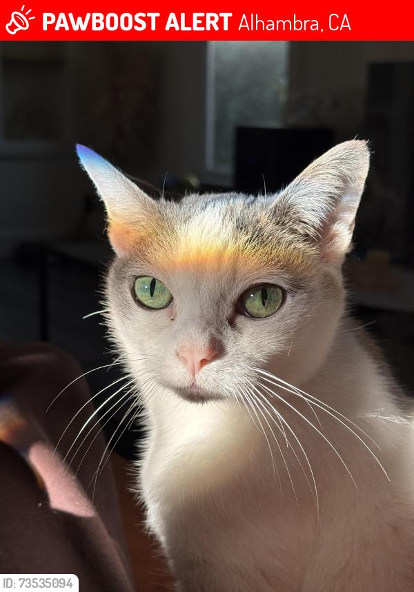 Lost Female Cat last seen Granada Park, Alhambra, CA 91803