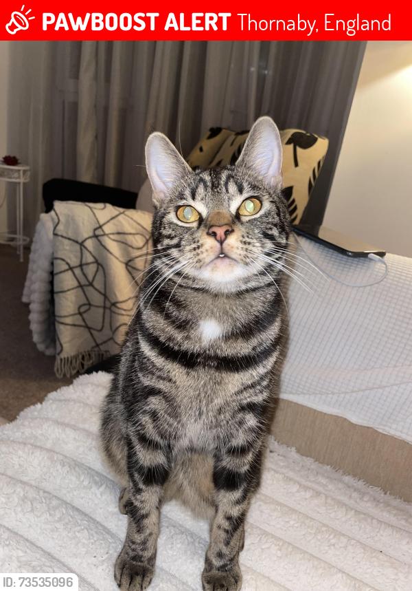 Lost Male Cat last seen Sun gardens, Thornaby, England 