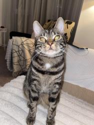 Lost Male Cat last seen Sun gardens, Thornaby, England 